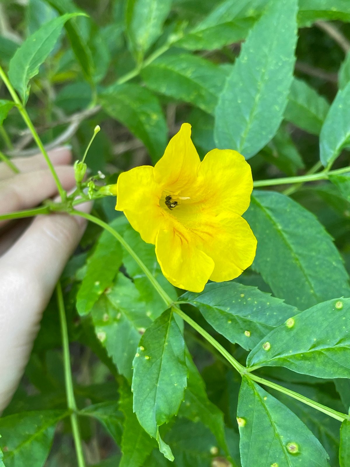 Yellow bells