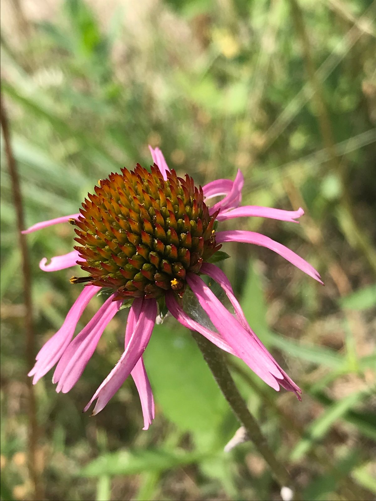 Yellow coneflower