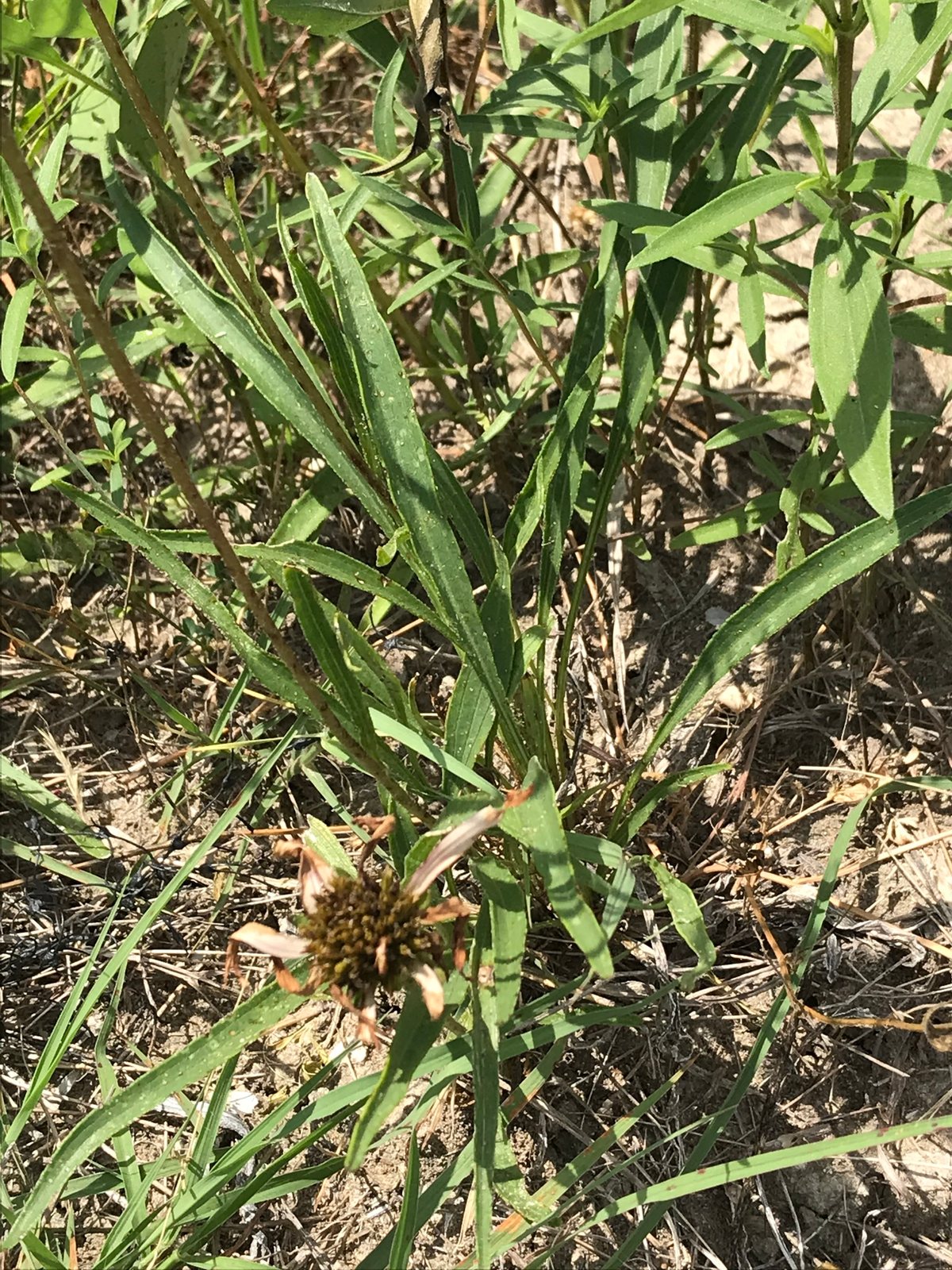 Yellow coneflower