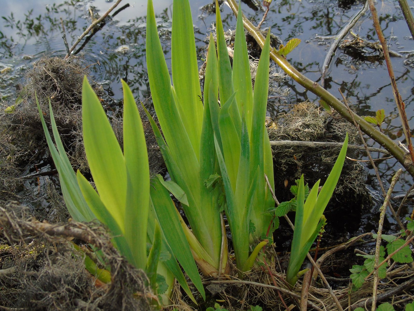 Yellow flag iris