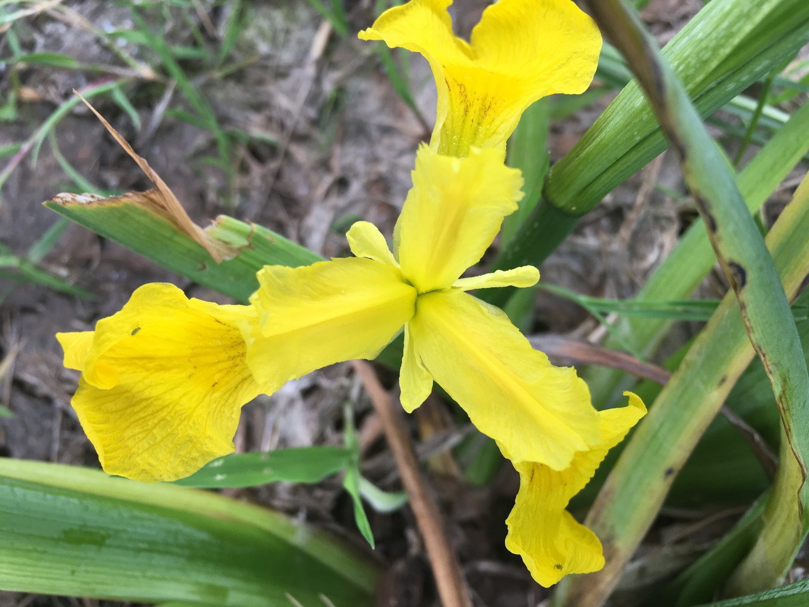 Yellow flag iris