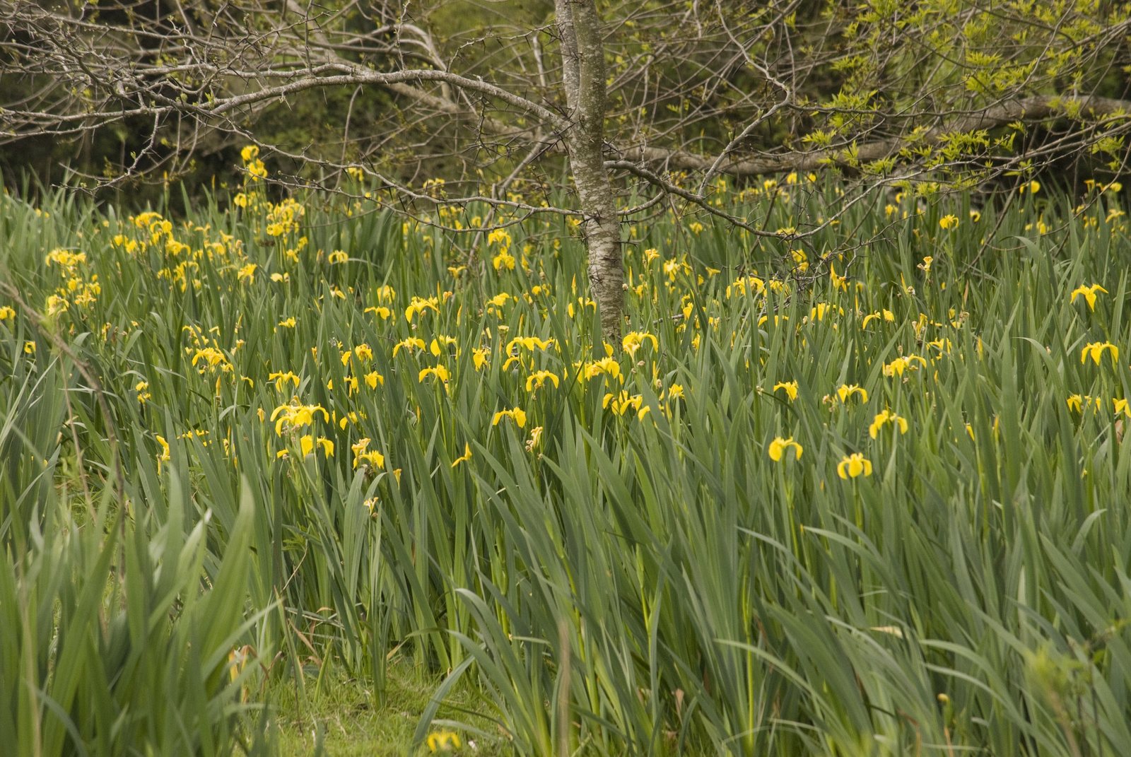 Yellow flag iris