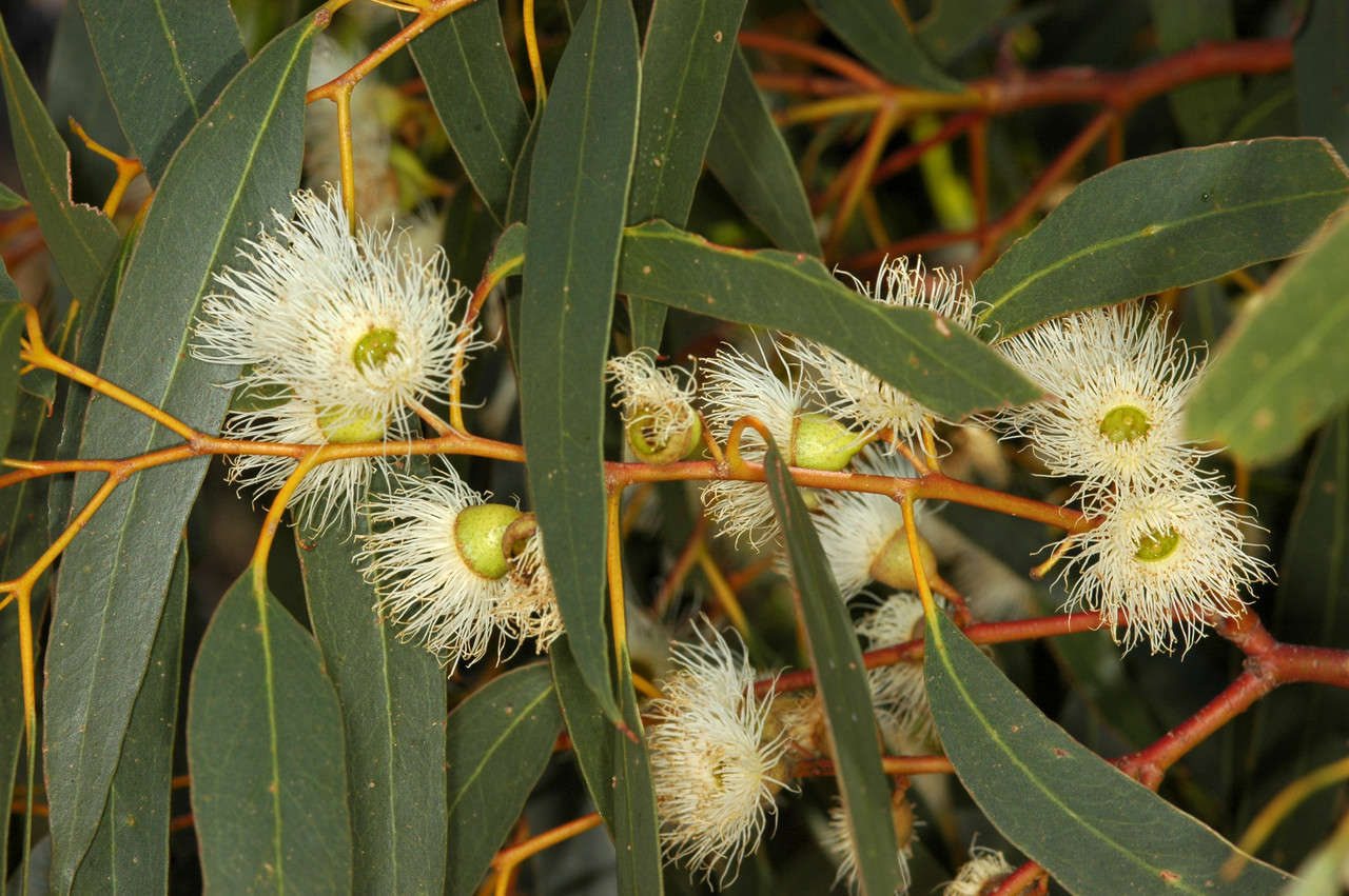 Yellow gum