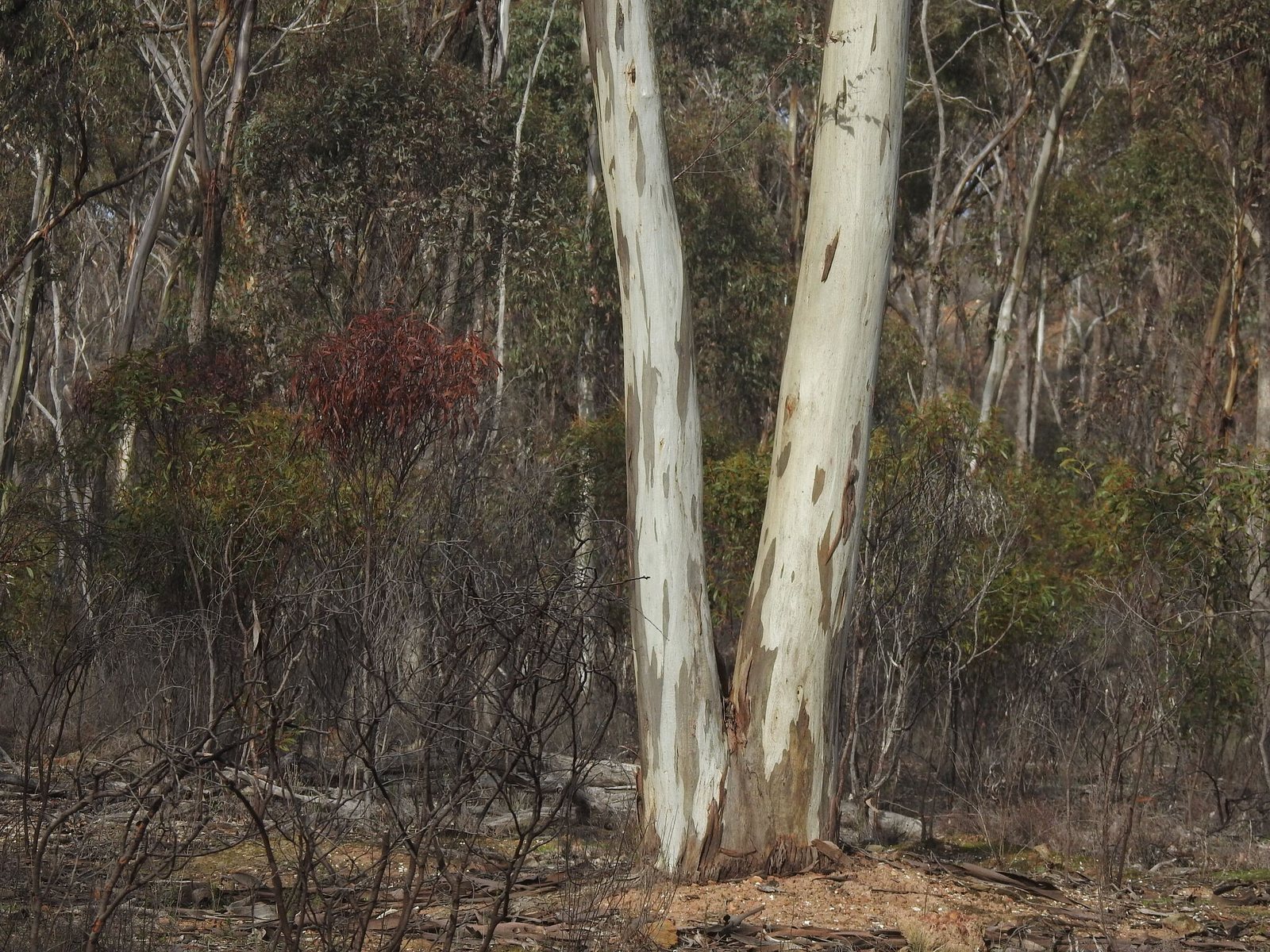 Yellow gum