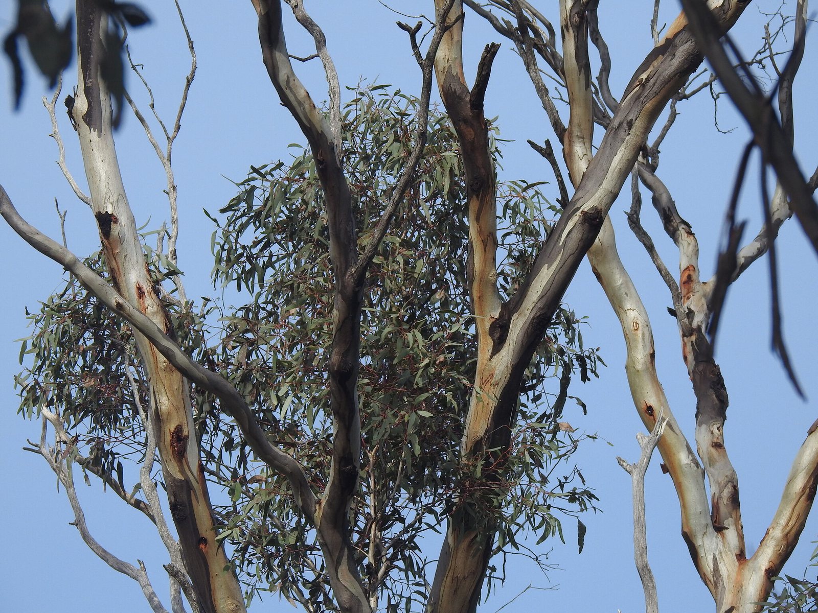 Yellow gum