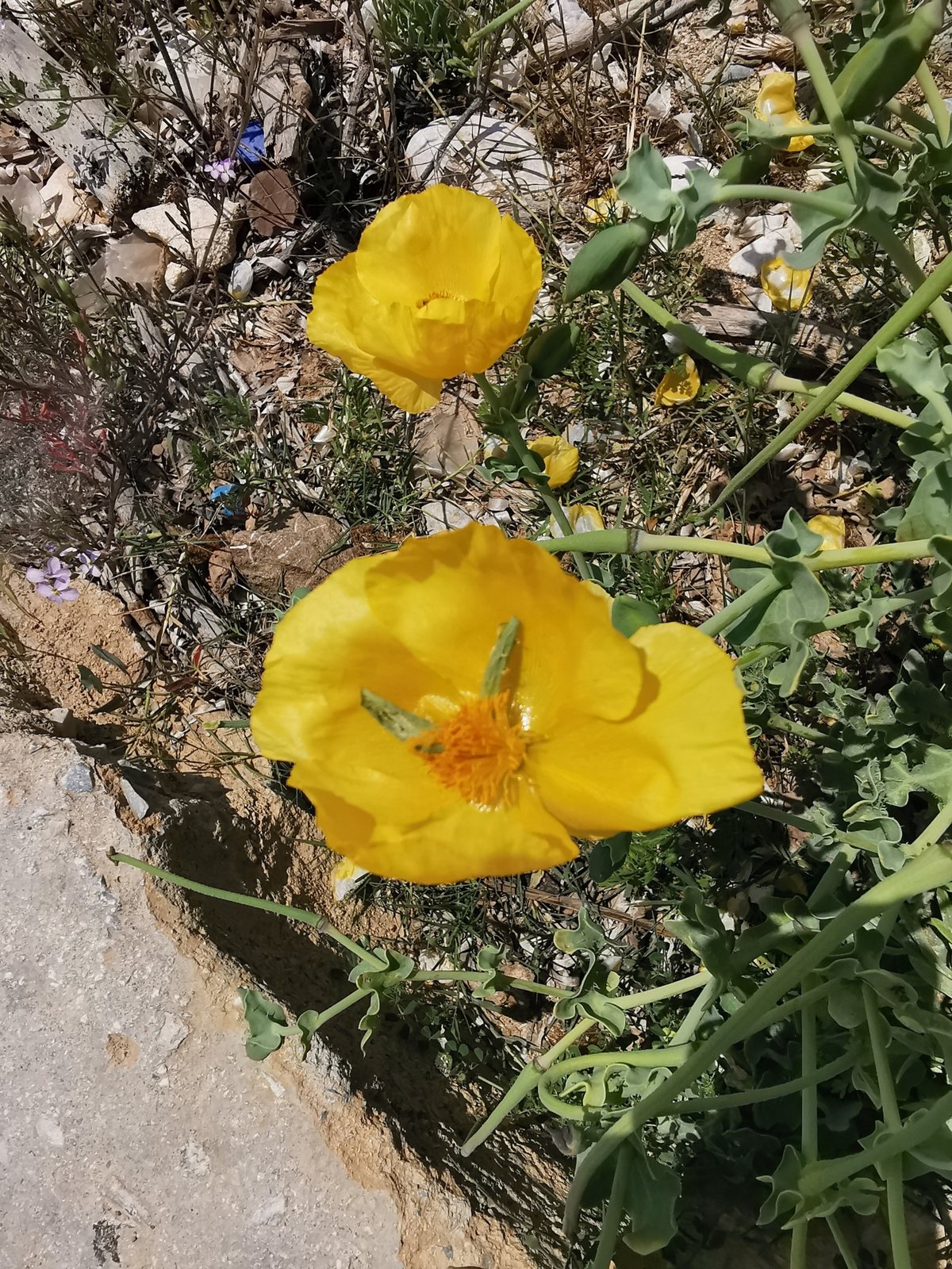 Yellow horned poppy