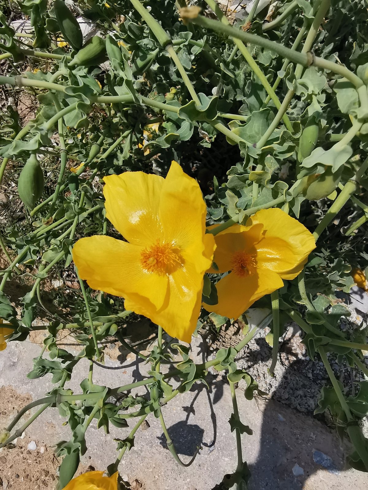 Yellow horned poppy