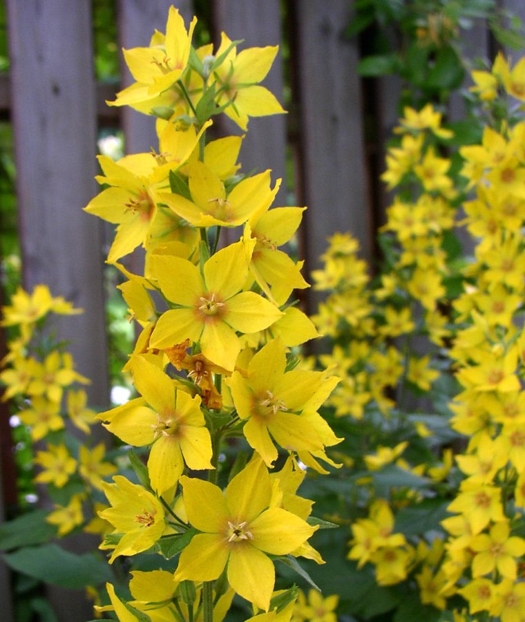 Yellow loosestrife