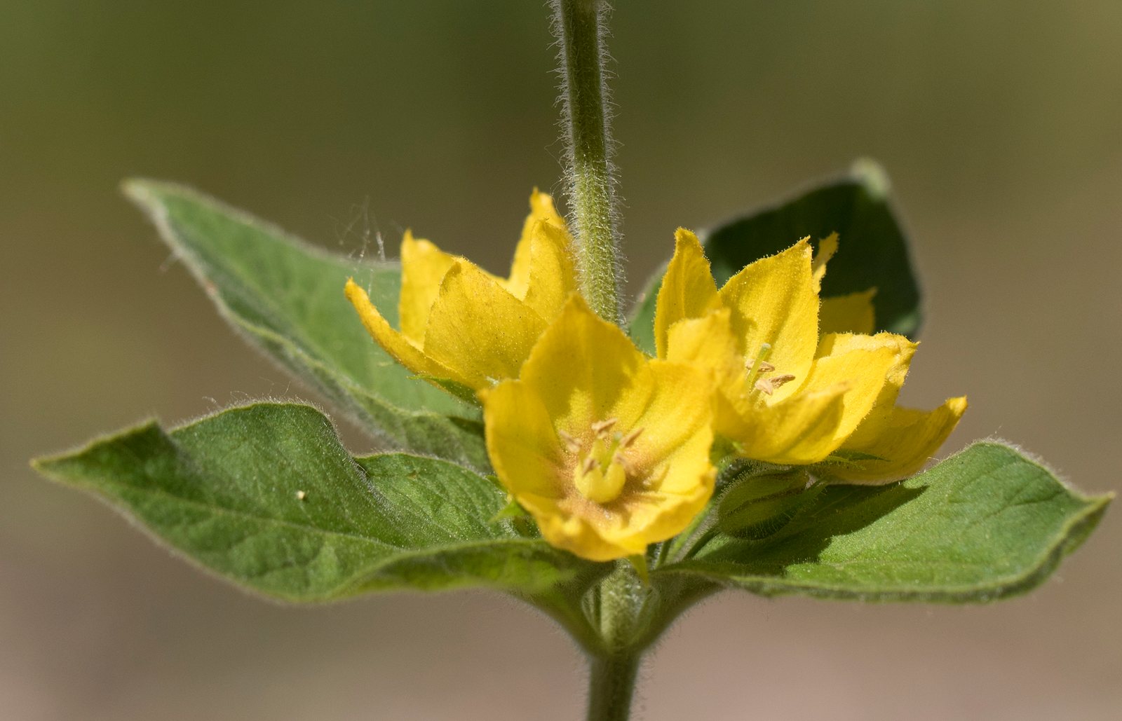 Yellow loosestrife