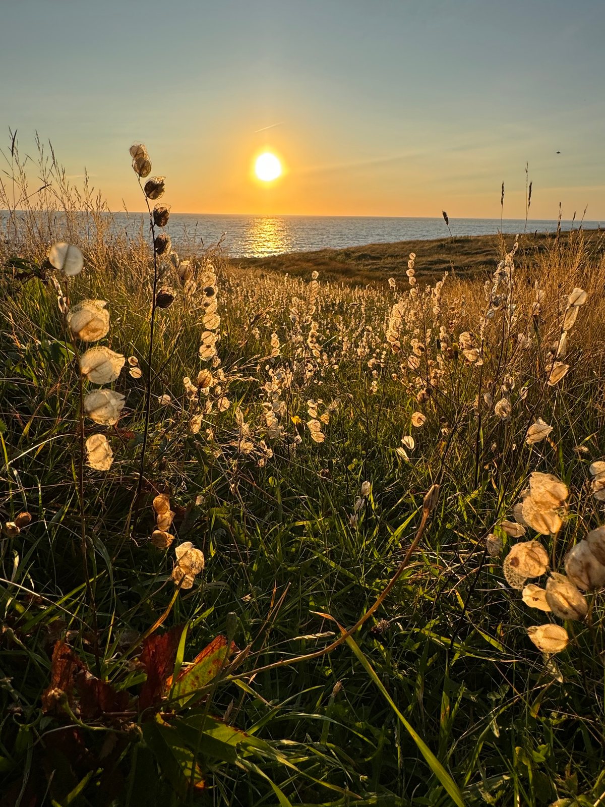 Yellow rattle