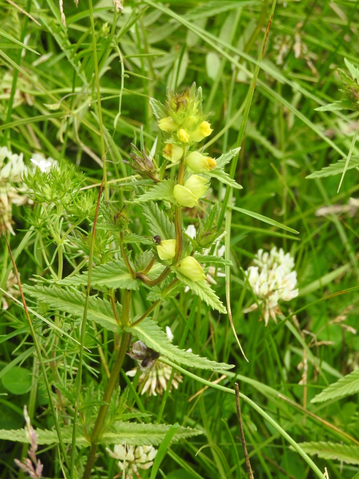 Yellow rattle