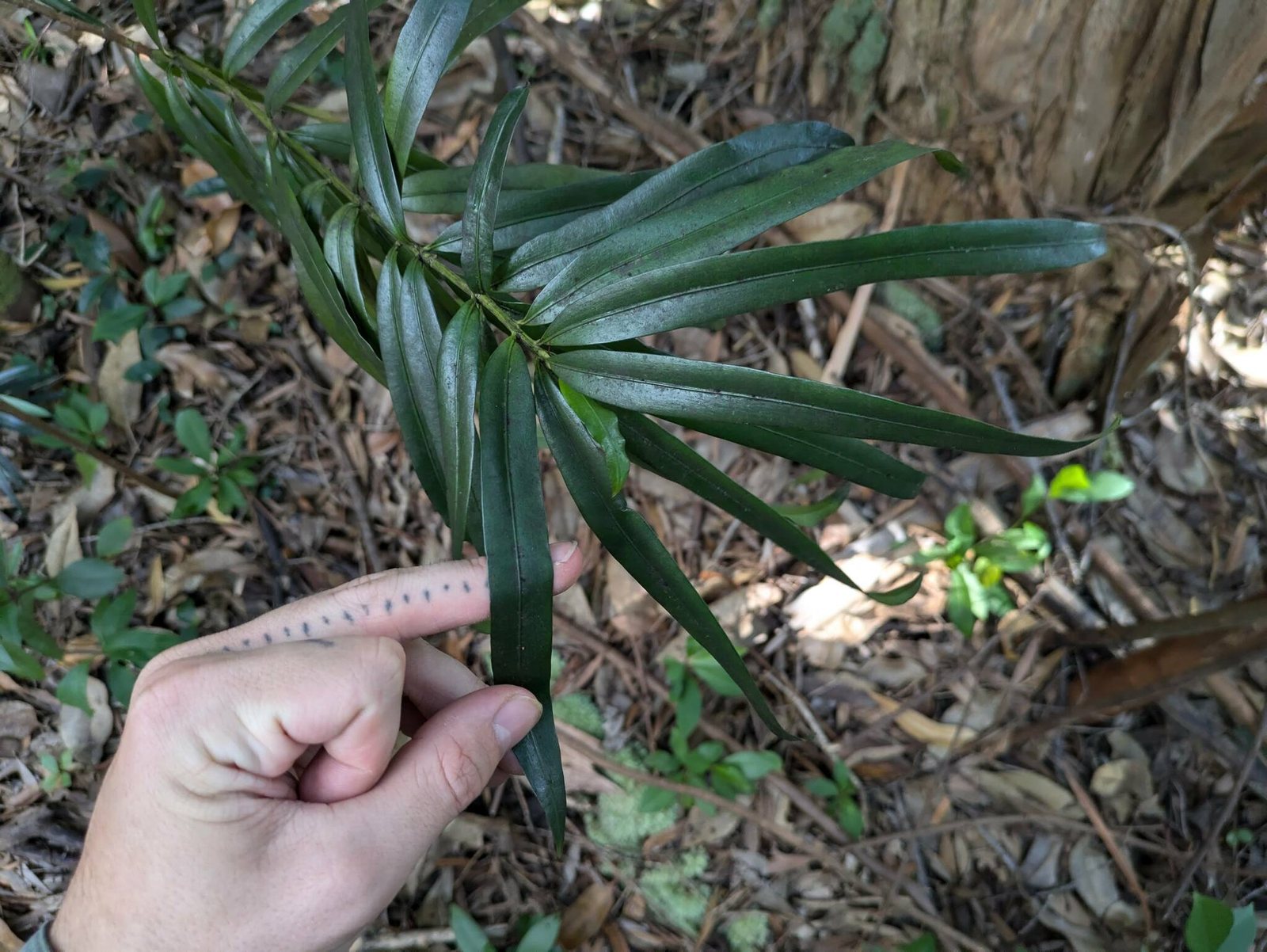 Yew pine