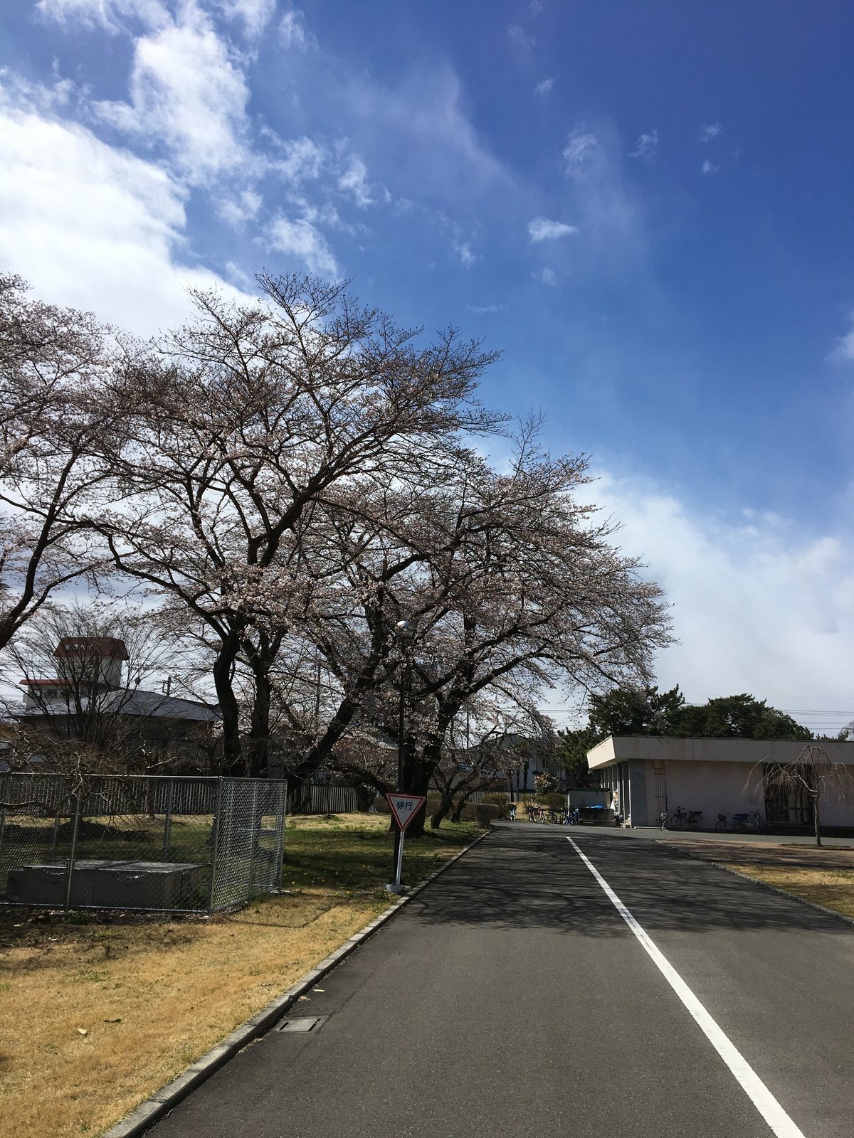 Yoshino cherry