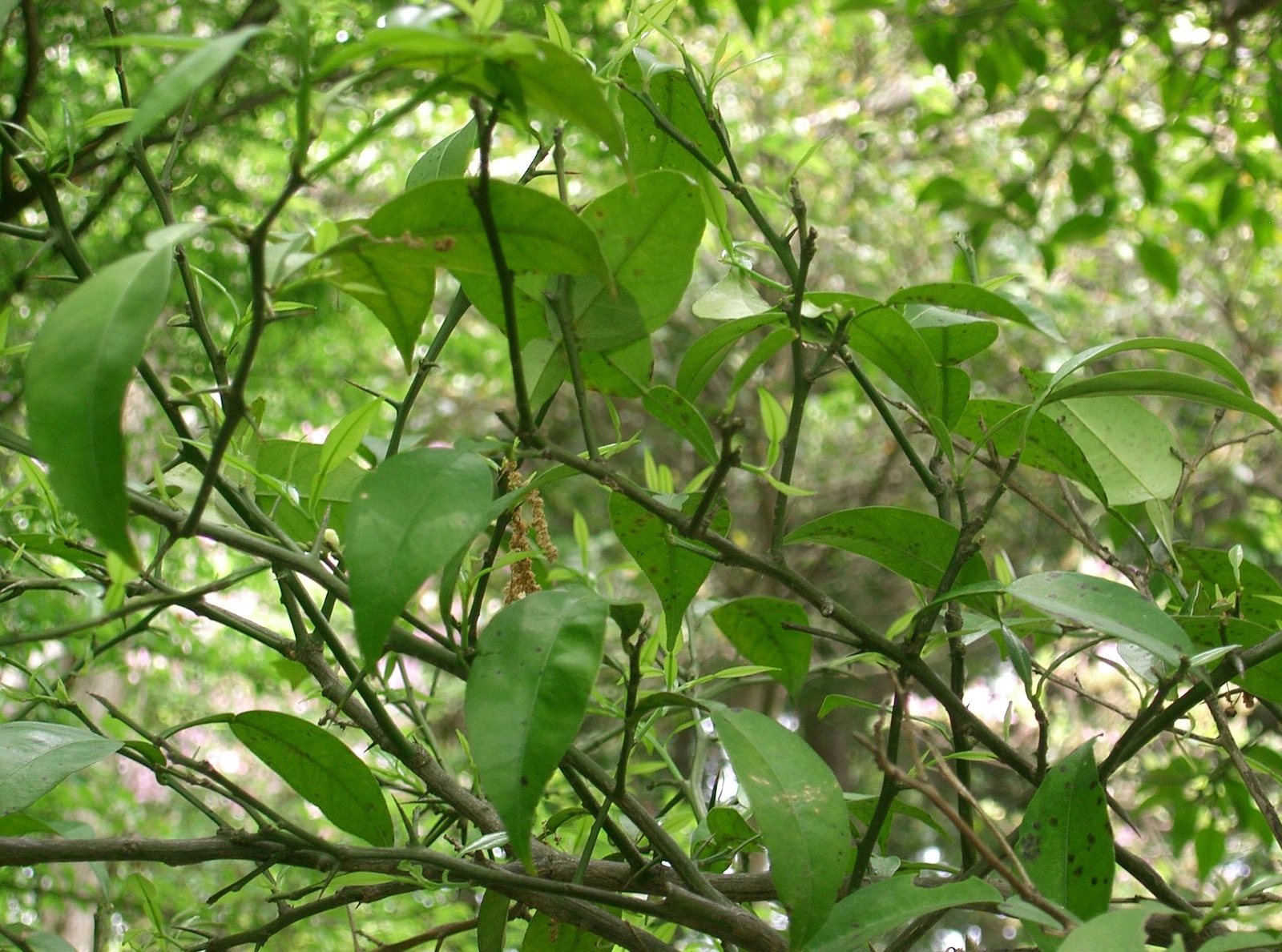Yuzu