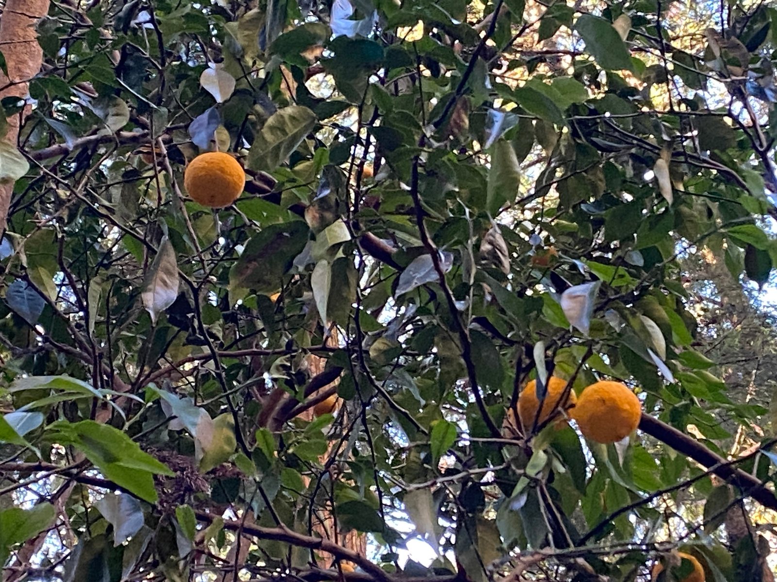 Yuzu