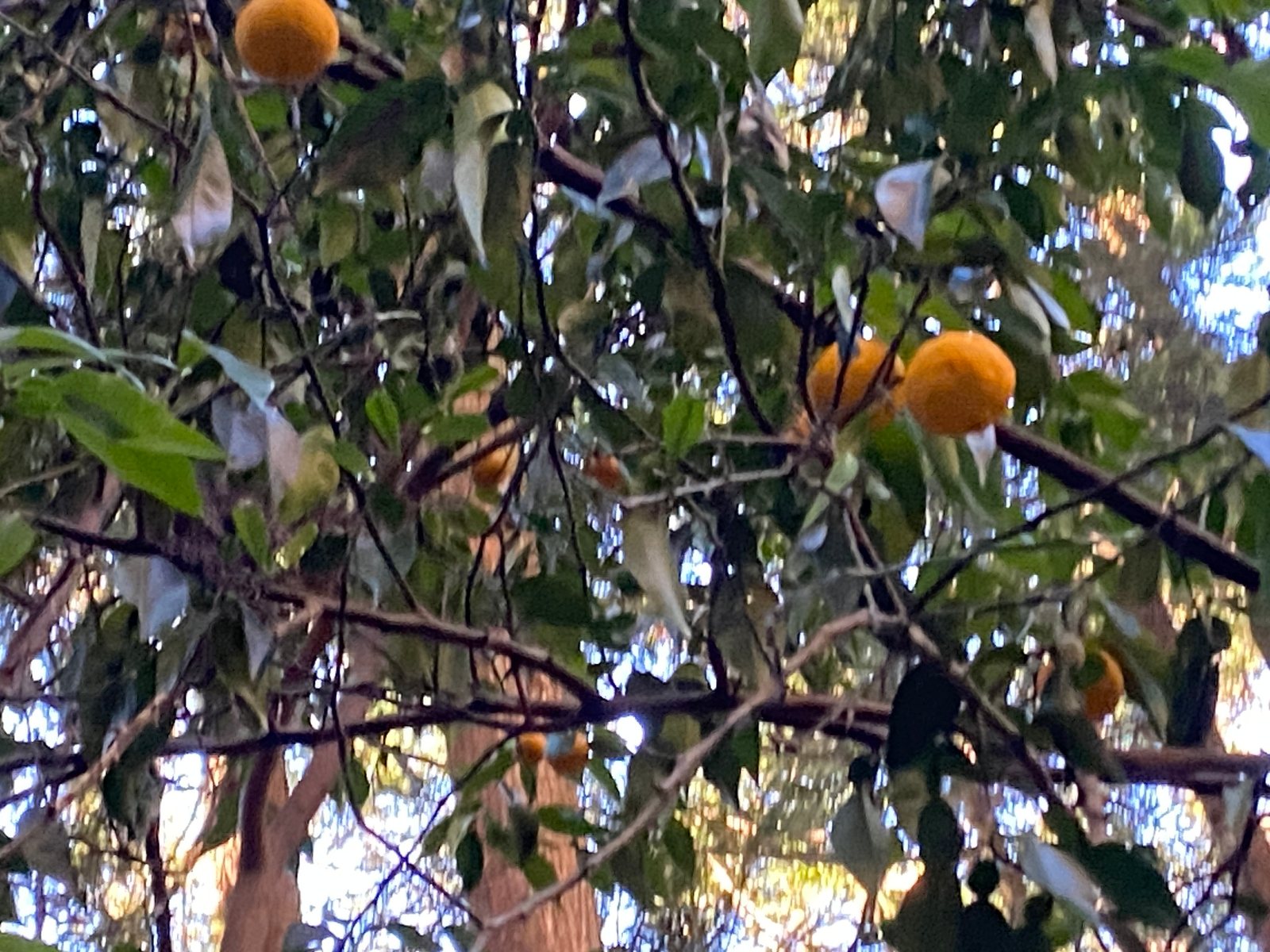 Yuzu