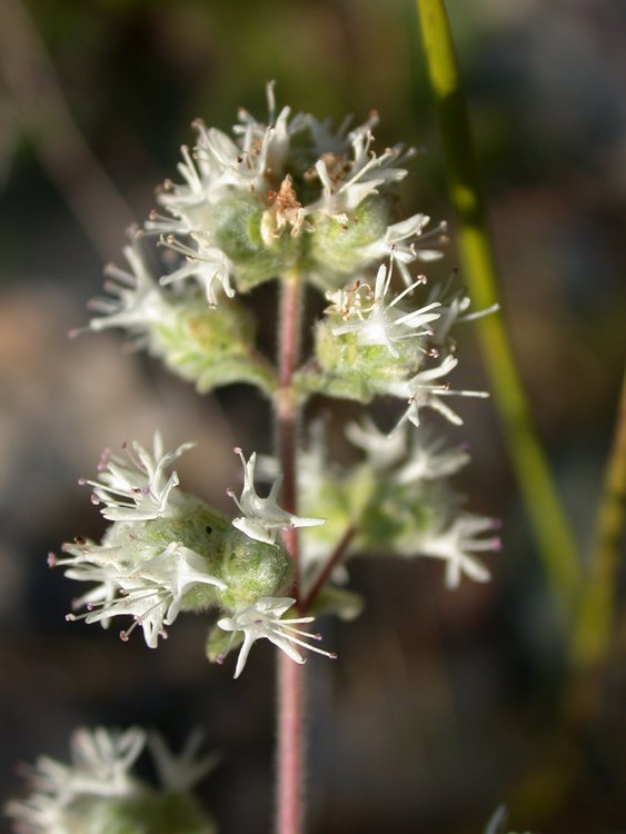 Za'atar (Syrian oregano)