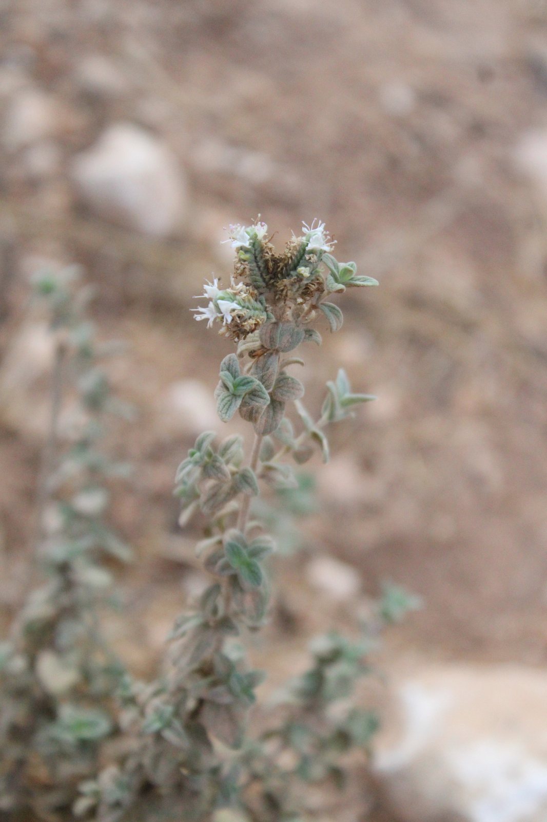 Za'atar (Syrian oregano)