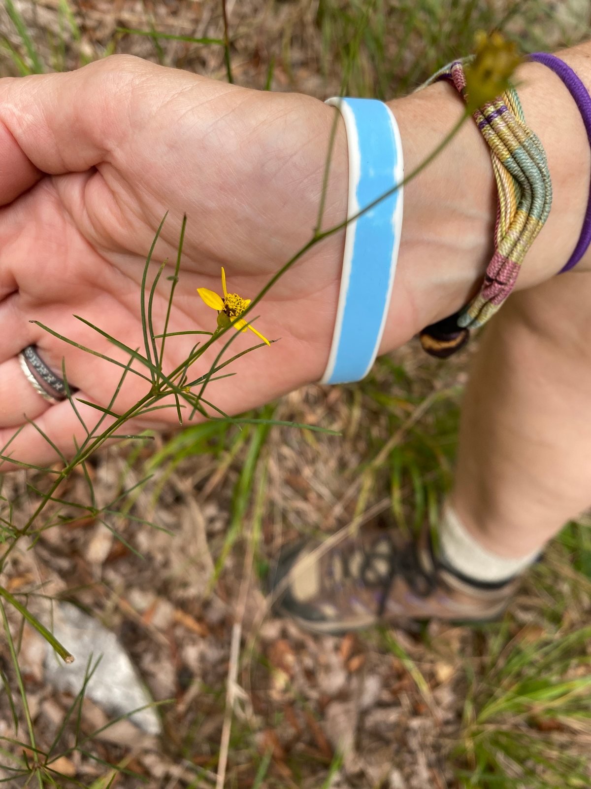 Zagreb coreopsis