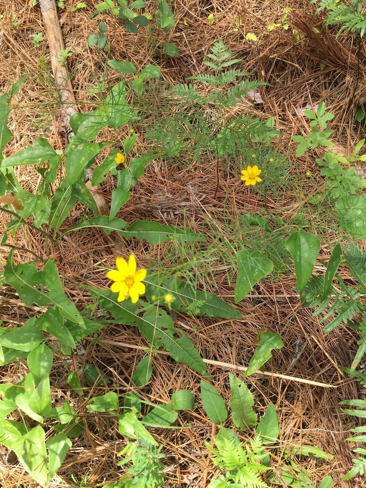 Zagreb coreopsis