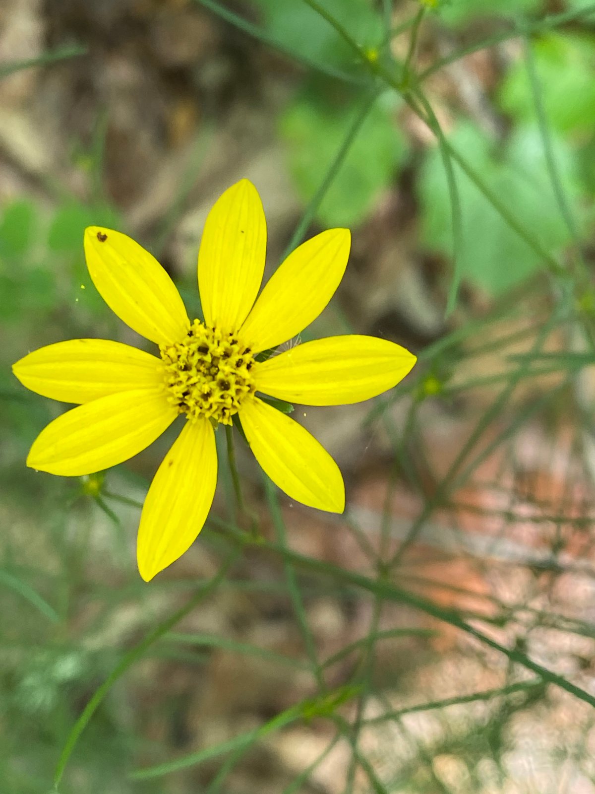 Zagreb coreopsis