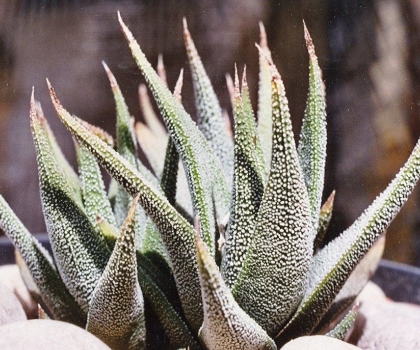 Zebra plant