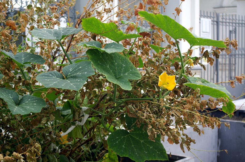 Zucchini 'Black Beauty'